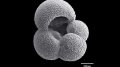 foraminifera.