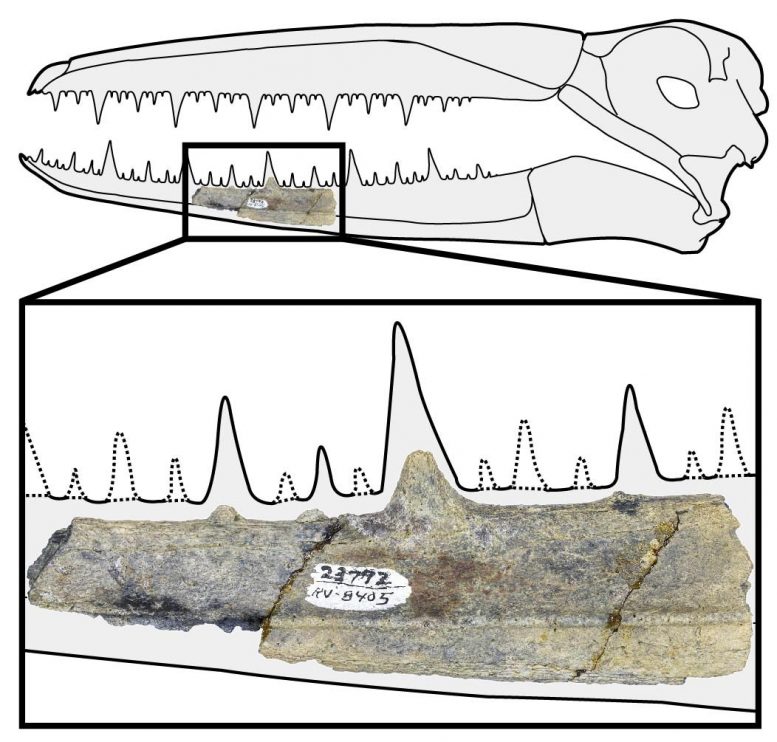 化石鸟颚骨