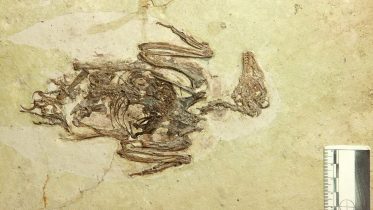 化石渤海鸟