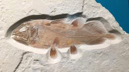 腔棘鱼化石