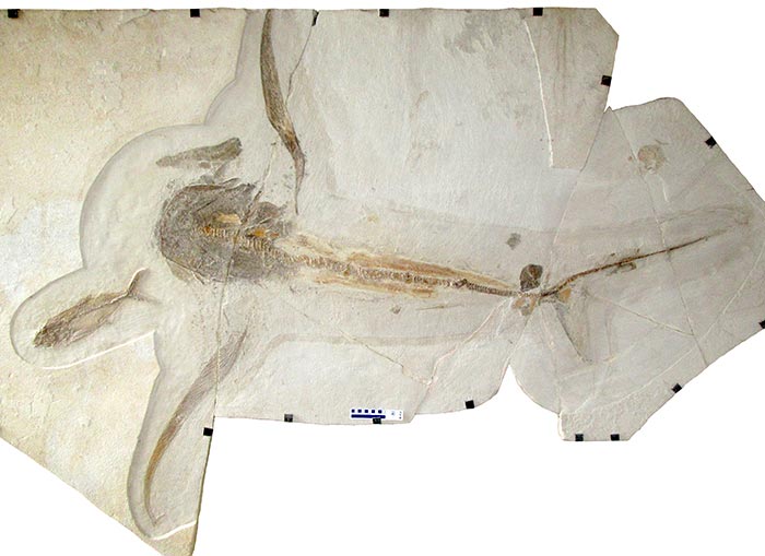 Aquilolamna milarcae鲨鱼的化石