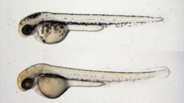 真菌化合物导致斑马鱼胚胎色素沉着较少