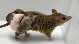 转基因负鼠