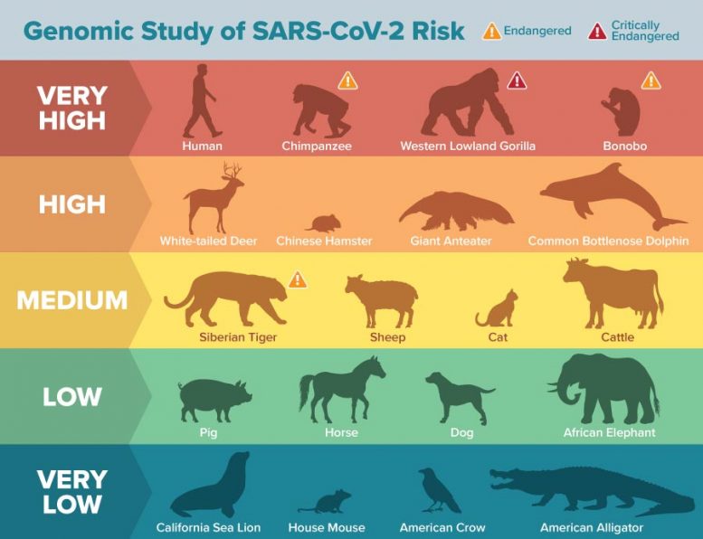 基因组分析动物物种COVID-19风险