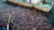 日本巨型水母阻塞渔网
