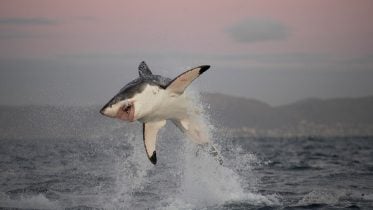 大白鲨在南非假贝