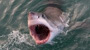 伟大的白鲨张开嘴