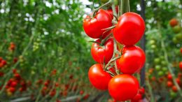 种植西红柿