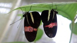 Heliconius Melpomene Butterflies交配