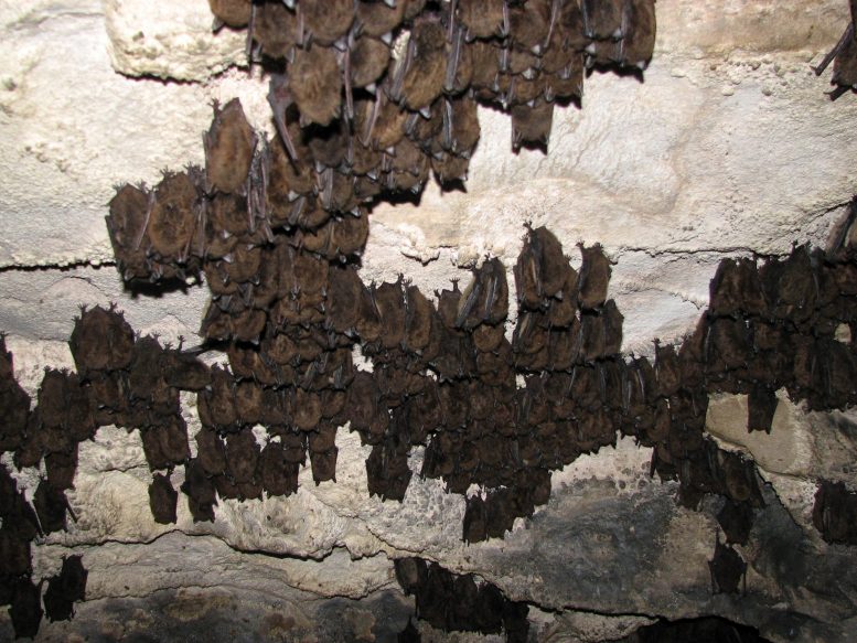 冬眠蝙蝠在佛蒙特州洞穴