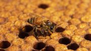 蜜蜂Varroa米特
