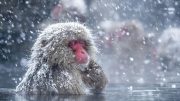 日本的雪猴如何应对寒冷