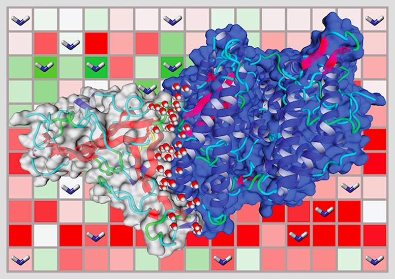 人ACE2受体与SARS-COV-2穗蛋白相互作用