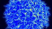 人 -  T淋巴细胞（T细胞）