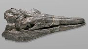 Ichyosaur骨架