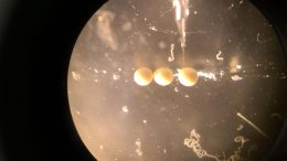 CRISPR溶液注入甲壳动物胚胎