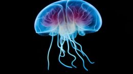 Jellyfish脑艺术概念
