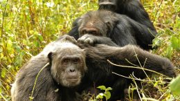 Kanyawara Chimpanzee Triad Grooming