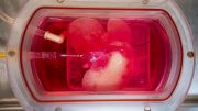 生物反应器的实验室生长的迷你肝脏