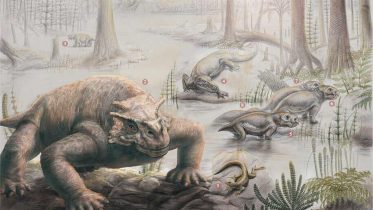 已故的Perian Pareiasaurs.