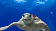 logerhead海龟