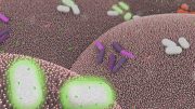 MIT科学家开发细菌基本计算元素