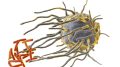 巨噬细胞杀手免疫细胞