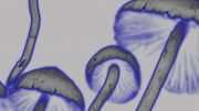 神奇蘑菇对大脑记忆有影响