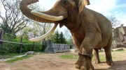 雄性亚洲象戴着活动追踪器