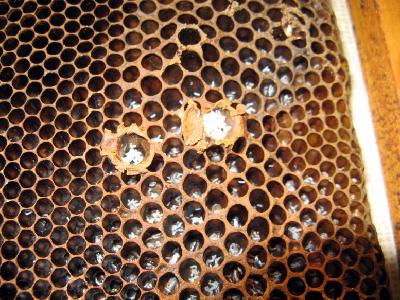 寄生虫蜂蜜蜜蜂菌落