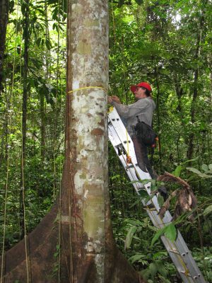 测量亚马逊树木