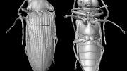 Micro-CT重建Mysteriomorphus pelevini