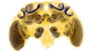 微CT扫描大黄蜂的大脑
