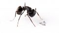 Microflier与蚂蚁相比