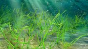 微观绿色海藻