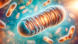 Mitochonria法蒂格