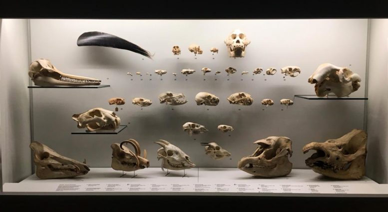 博物馆系列哺乳动物头骨东南亚
