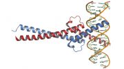 Myc DNA复合体，新的研究针对Myc驱动的癌症