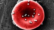 纳米粒子抗原红细胞