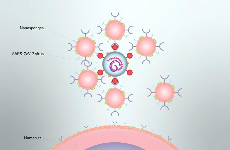 纳米海绵SARS-CoV-2病毒