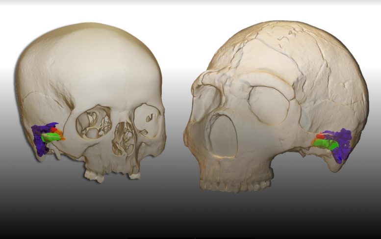 Neanderthal和现代人的颅骨和耳朵