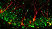 神经科学家发现一个编码记忆的细胞途径