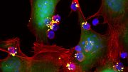 新型纳米颗粒增强免疫细胞