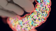 新的研究揭示了特定基因和肠道细菌是如何一起工作的