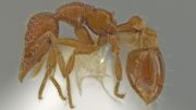 新发现的后院蚂蚁