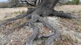 根植于基岩的橡树