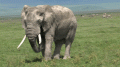 老非洲大象