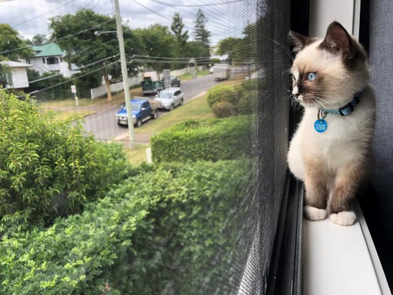 看窗外的宠物猫