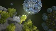 噬菌体壳抑制流感病毒