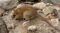 Pinatubo火山老鼠